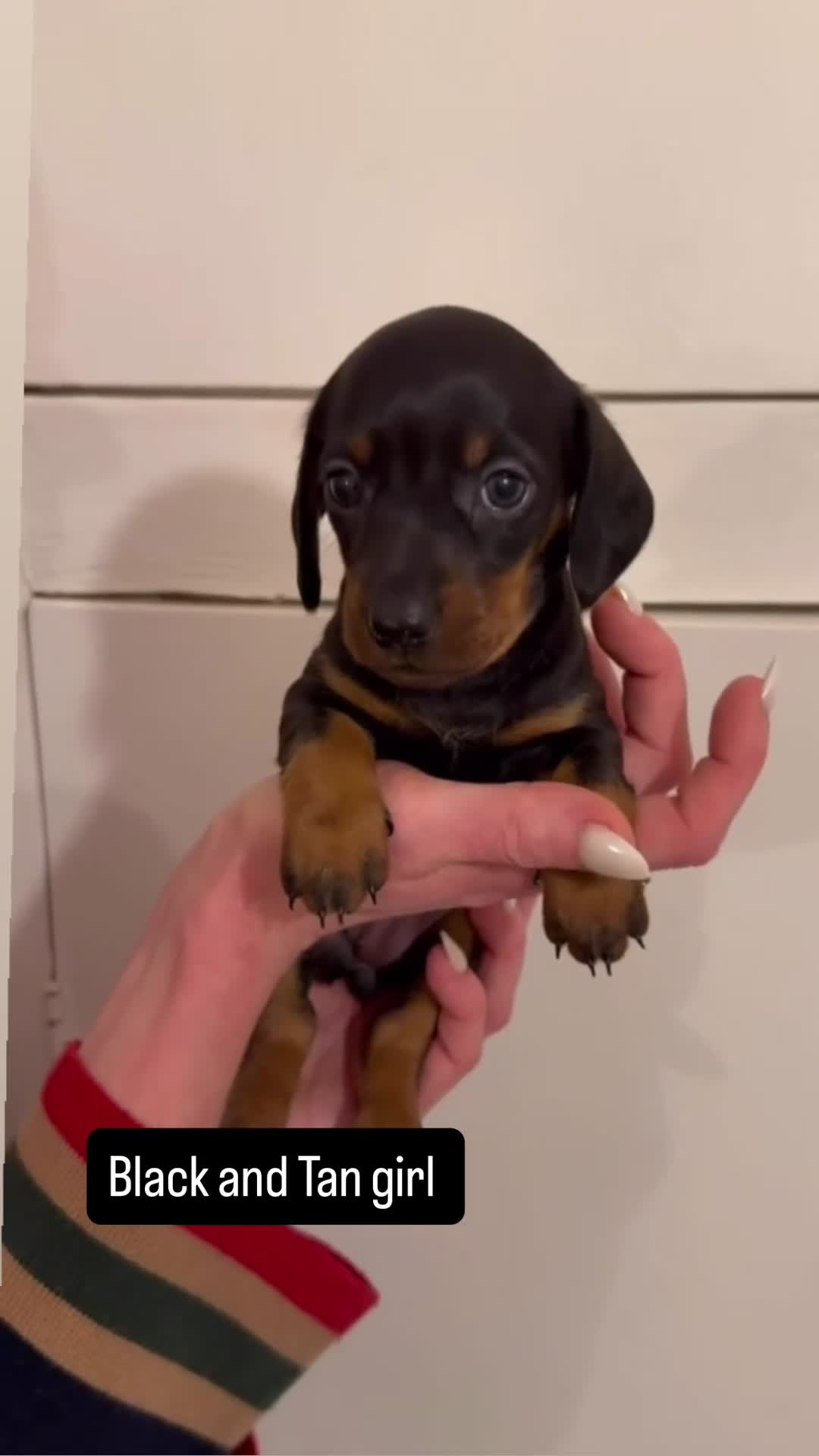 Miniature Dachshund dogs for sale: Miniature Dachshund Puppies for Sale in Somerton - Video 1