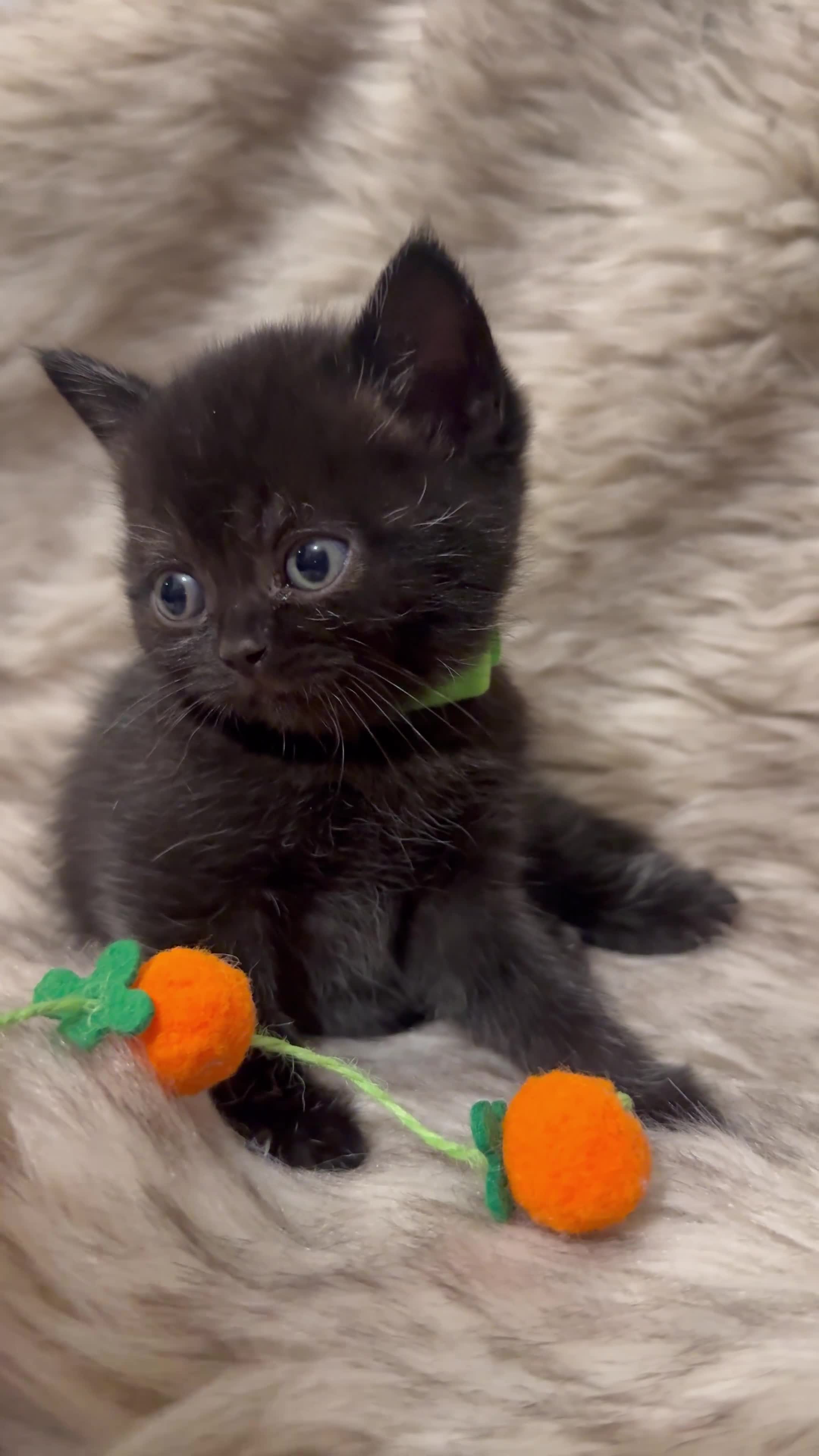 British Shorthair cats for sale: Supreme Champion Line British Shorthair Kittens - Video 1