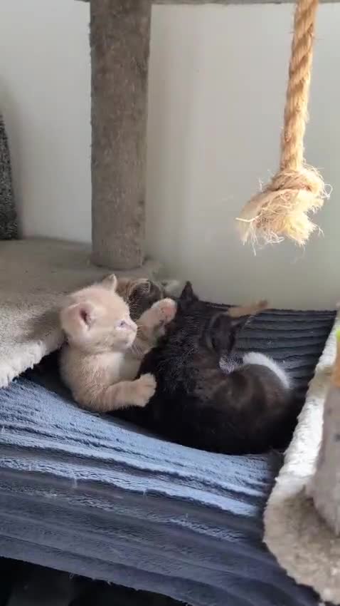 Mixed Breed cats for sale: Beautiful healthy kittens - ONLY 2 AVAILABLE 😍😍 - Video 3