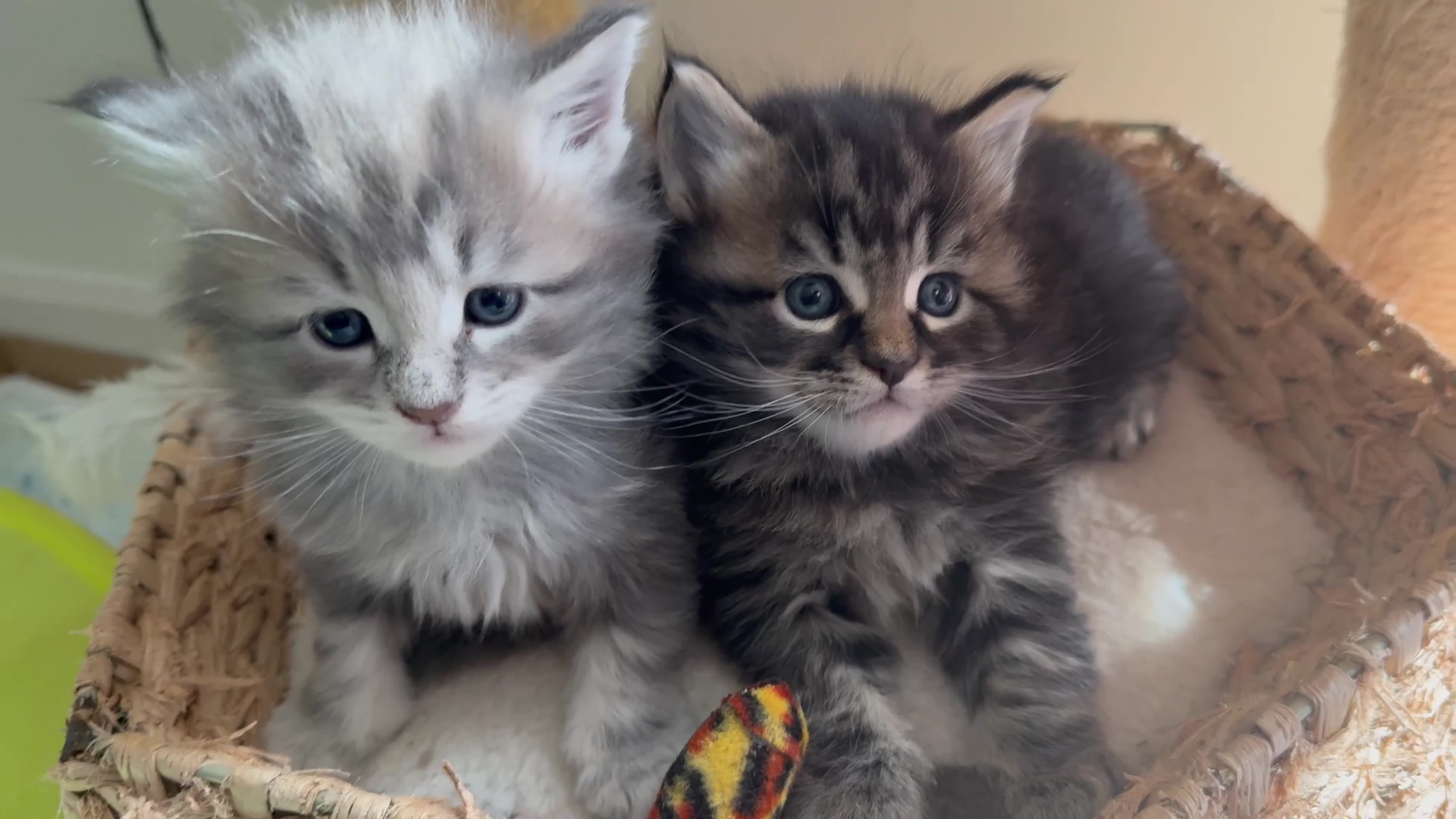 Maine Coon cats for sale: Main Coon mixd kittens in Richmond  - Video 1