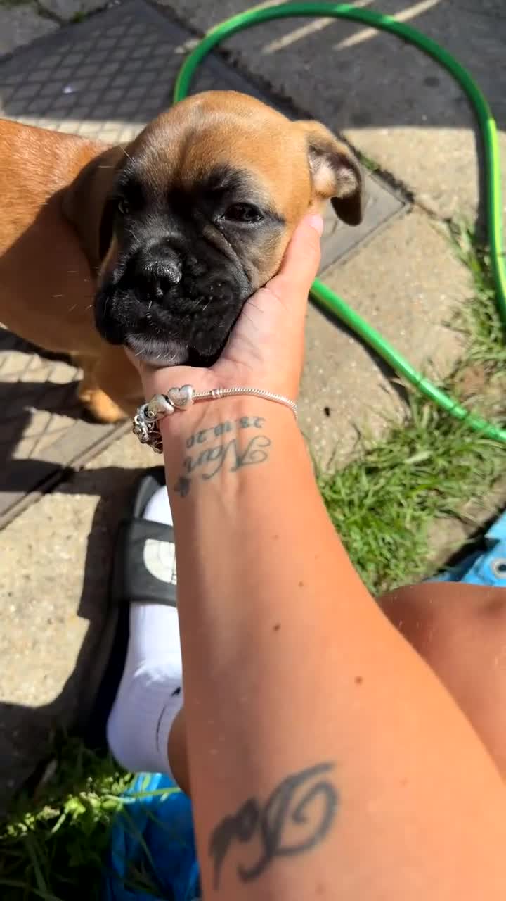 Mixed Breed dogs for sale: Boxer x bullmastiff puppy  - Video 1
