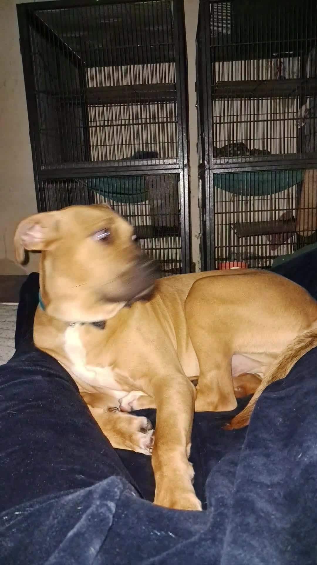 Presa Canario dogs for sale: Dobby the 2 year old presa canario  in Morecambe - Video 3