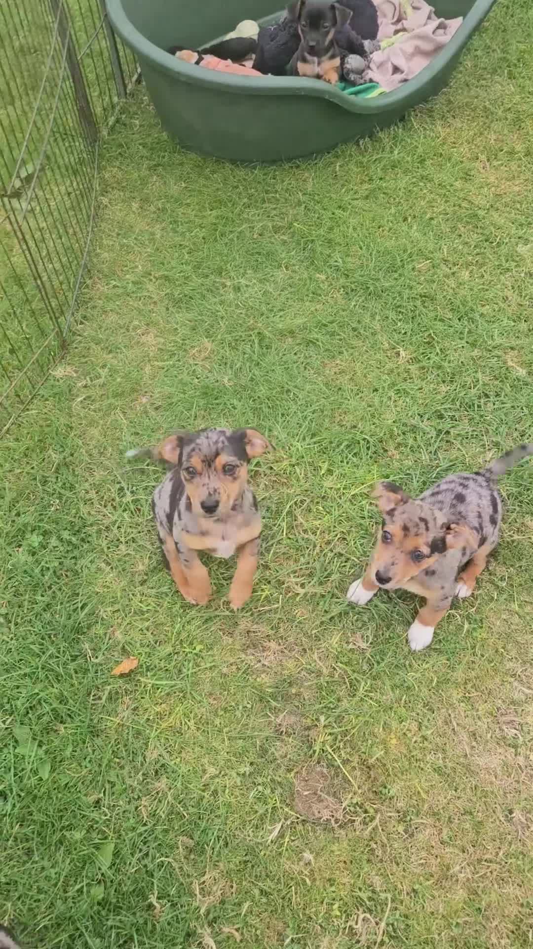 Jack Russell dogs for sale: JACK RUSSELL PUPPIES - Video 1