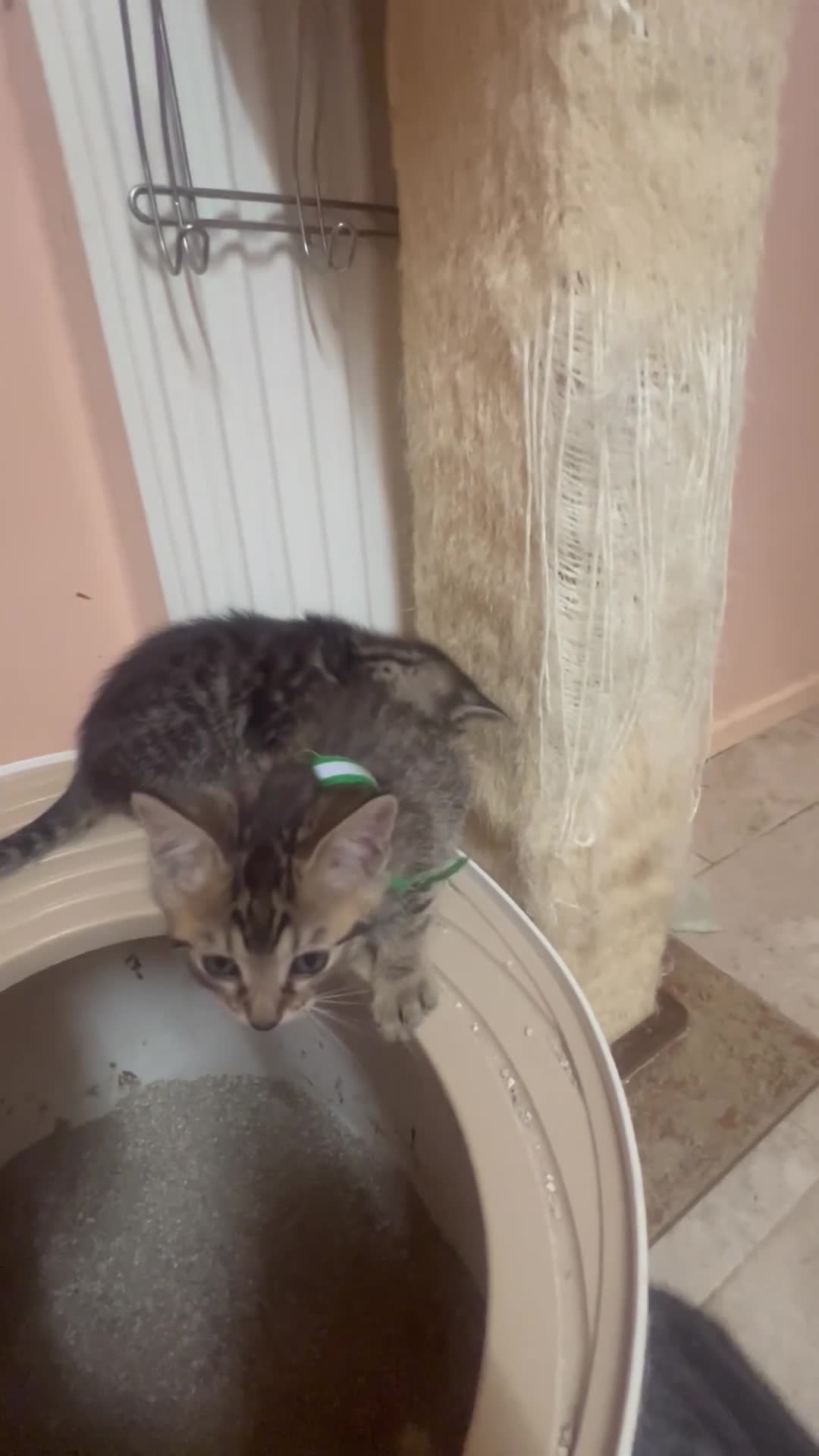 Bengal cats for sale: Lovely kittens dad Bengal mum Ragdoll - Video 3