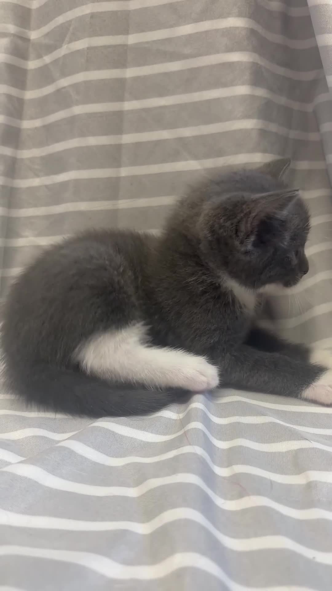 Mixed Breed cats for sale: Adorable 5-Week-Old Kittens Ready to Reserve - Video 3