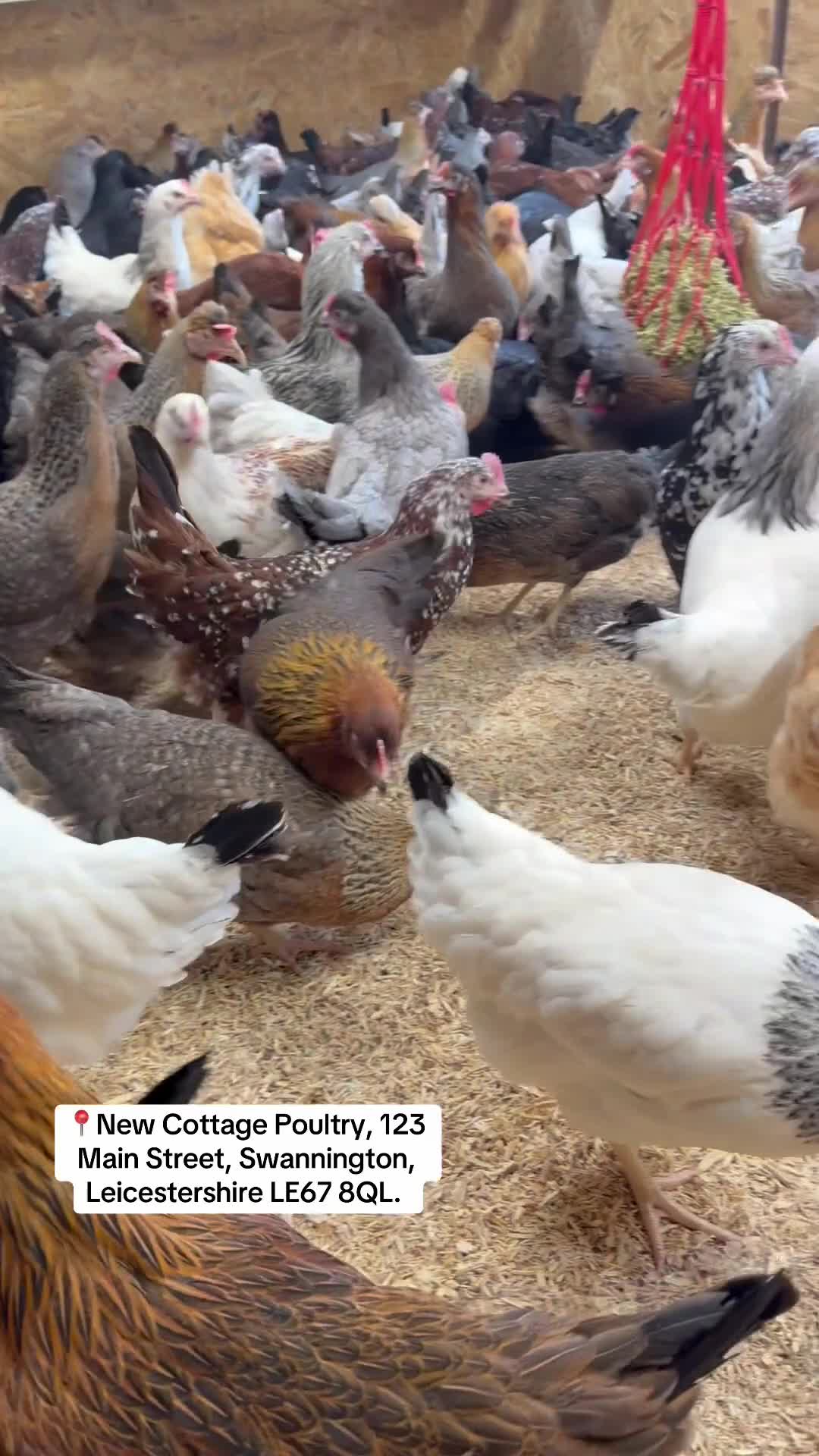 Chickens poultry for sale: Point of lay Hens in a massive selection of breeds - Video 1