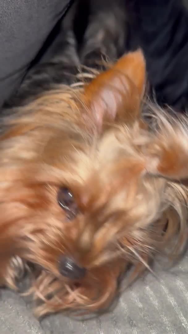Yorkshire Terrier dogs for stud:  **  Yorkie for stud  in Leicester - Video 3
