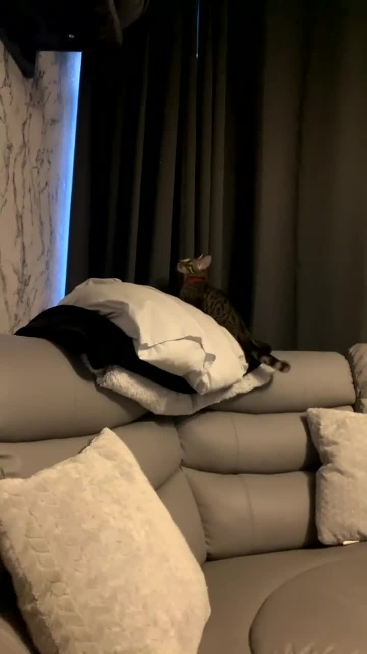 Savannah cats for sale: Tobias  - Video 3