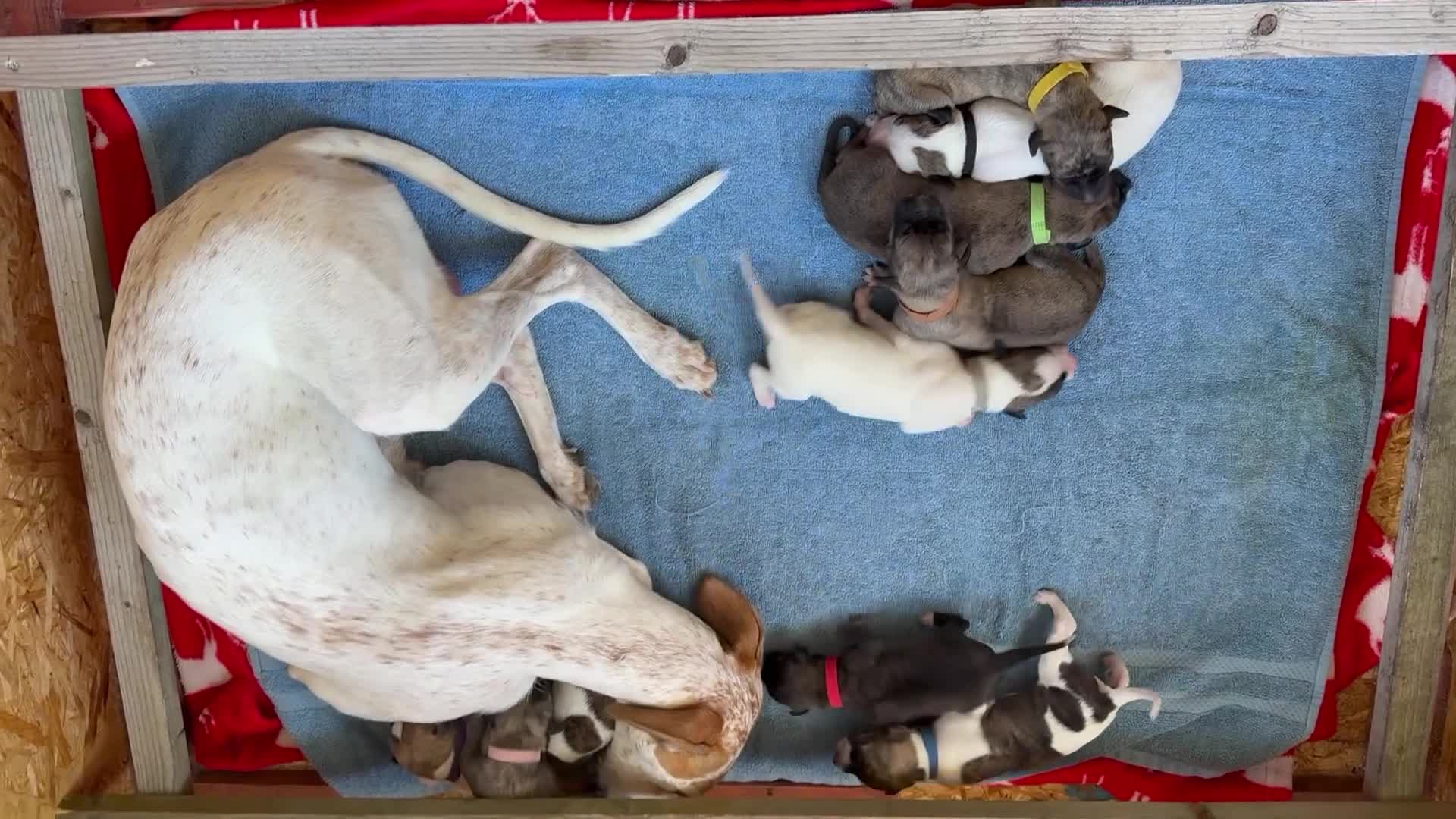 Lurcher dogs for sale: Litter of fabulous Lurchers - Video 1
