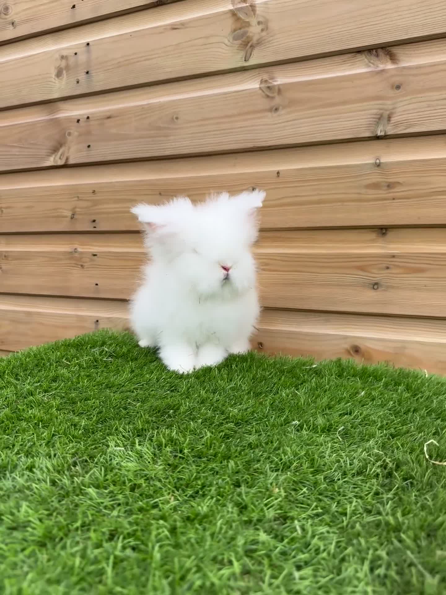 Lionhead rabbits for sale: Beautifully Bred Double Mane Lionhead Bunnies  - Video 3