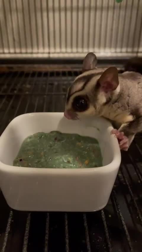 Sugar Glider rodents for sale: 3 beautiful sugergliders with full set up - Video 1