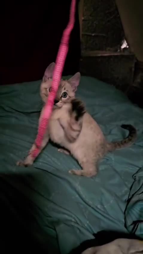 Bengal cats for sale: Guaranteed to be Cuddly *ready now*  - Video 2