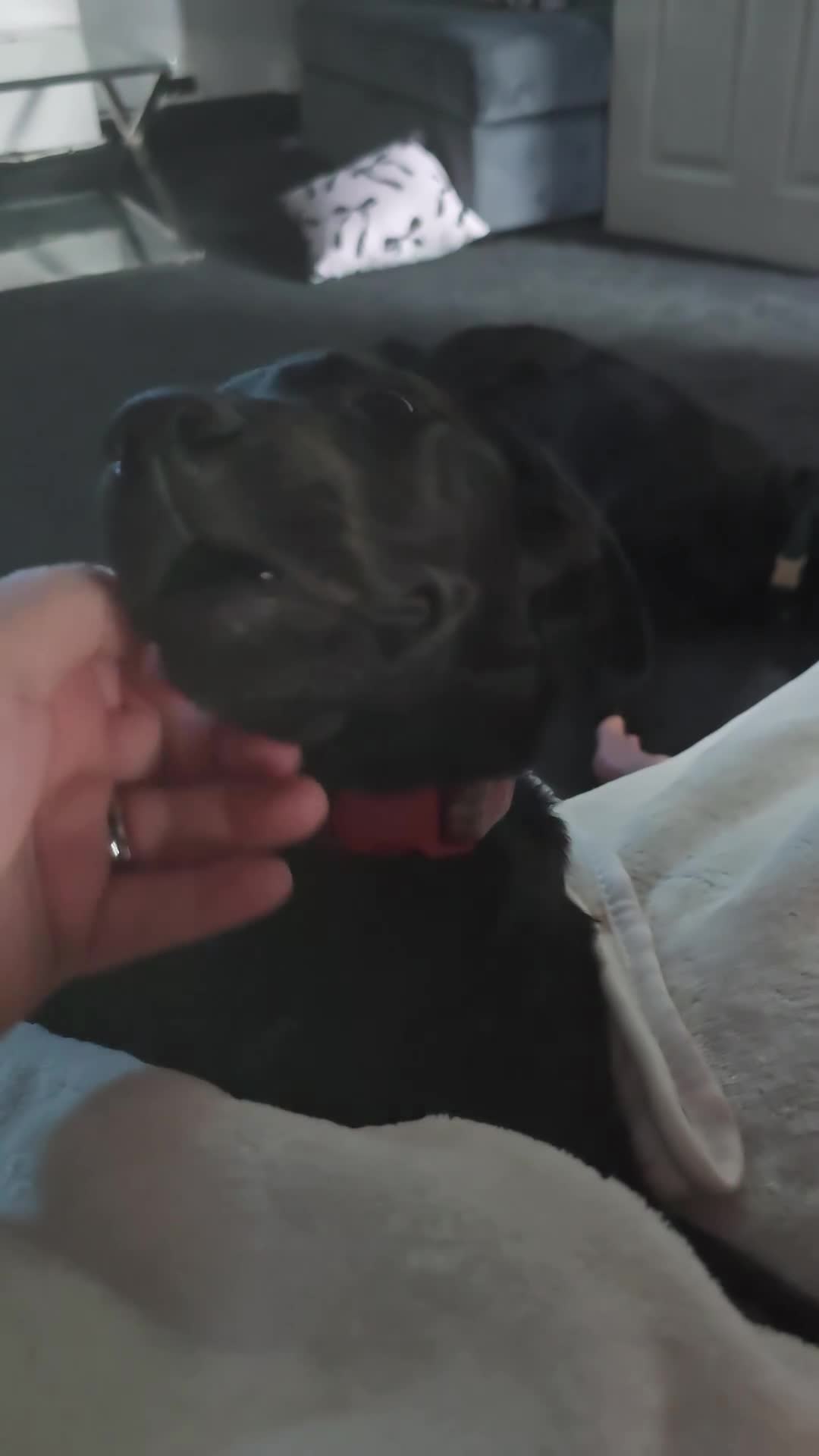 Labrador Retriever dogs for sale: Female labrador puppy  - Video 2