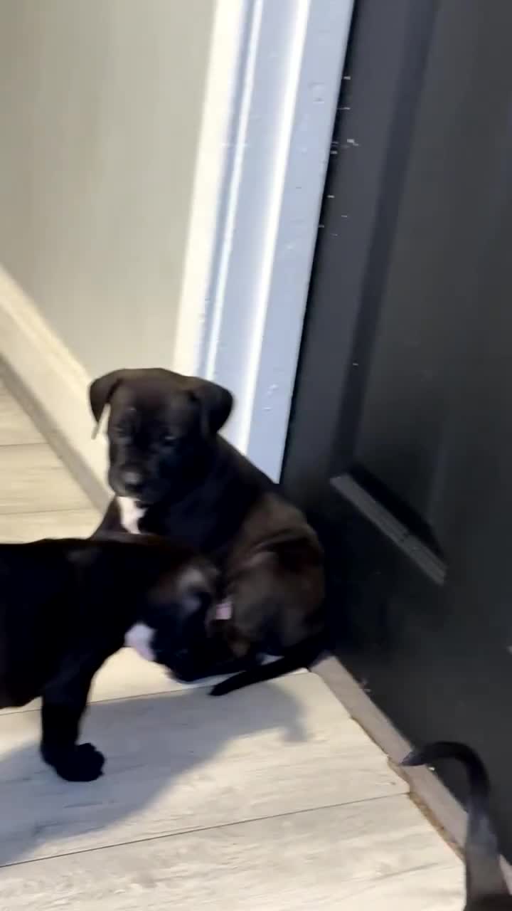 Mixed Breed dogs for sale: beautiful cane corso/ staff pups 7 left  - Video 5