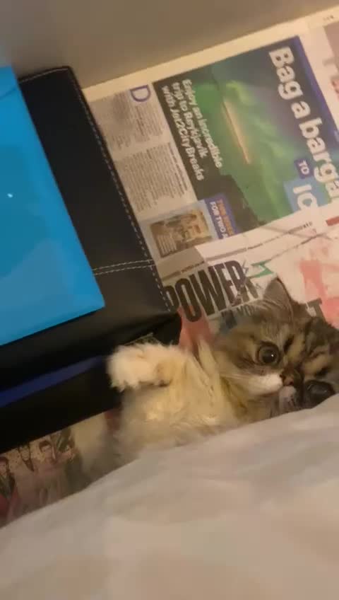 Persian cats for sale: Cute Lazy Persion Boy - Video 1