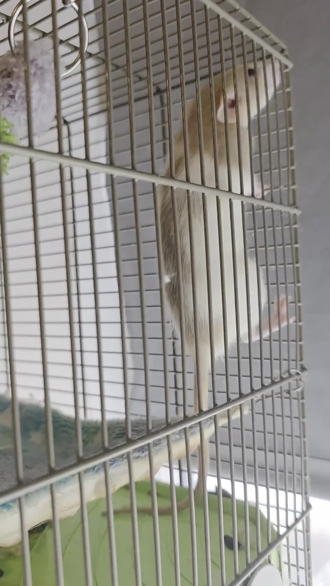 Rat rodents for sale: Pair of Female Dumbo Rats with large enclosure - Video 3