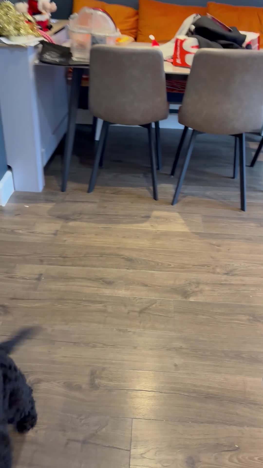 Cockapoo dogs for sale: Lovely black male cockapoo 18 months old - Video 2