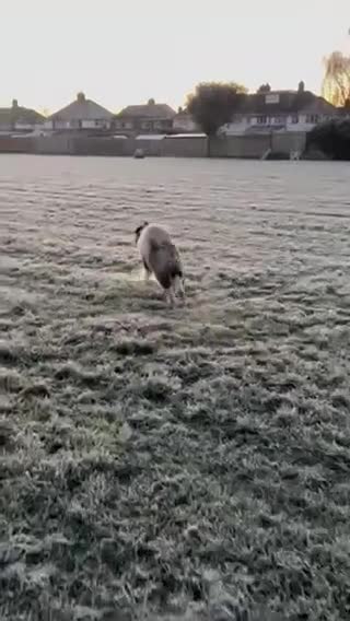 Akita dogs for sale: Stunning 5yr-old Male Akita needs a new home. - Video 1