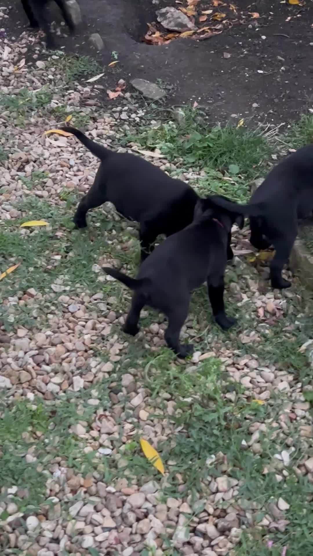 Labrador Retriever dogs for sale: Beautiful litter of working line black lab pups  - Video 2