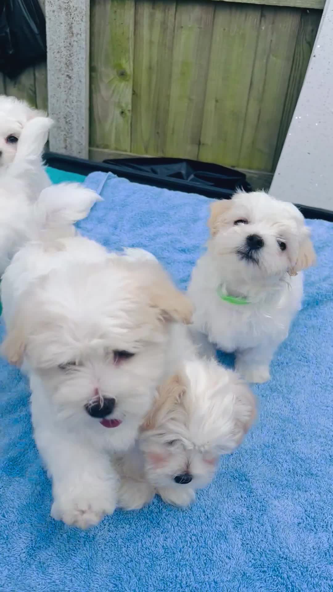 Maltese dogs for sale: Maltese -small size hypoallergenic-3 boys one girl - Video 2