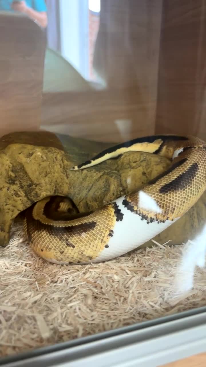 Python Snake reptiles for sale: Ball python  - Video 3
