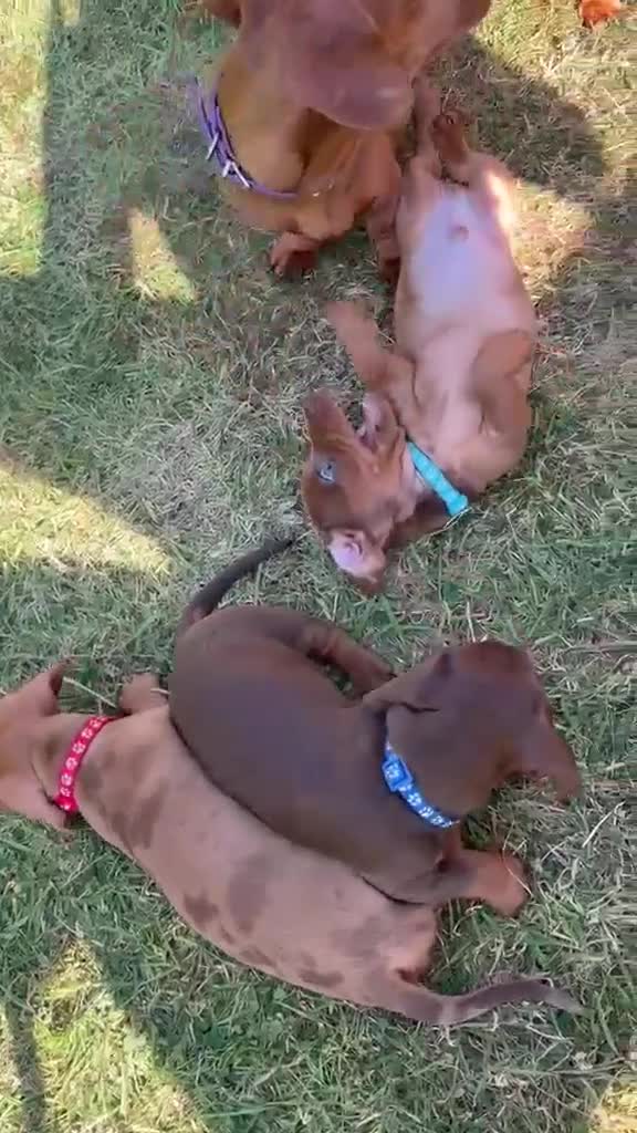 Miniature Dachshund dogs for sale: Beautiful Miniature Dachshunds 🐾 - Video 3