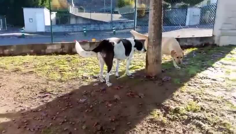 Mixed Breed dogs for adoption: Lula, A Gentle Soul Looking for Her Person - Video 1