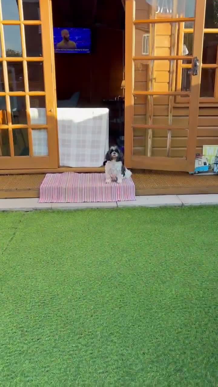 Shihpoo dogs for sale: Joanna Flynn  - Video 2