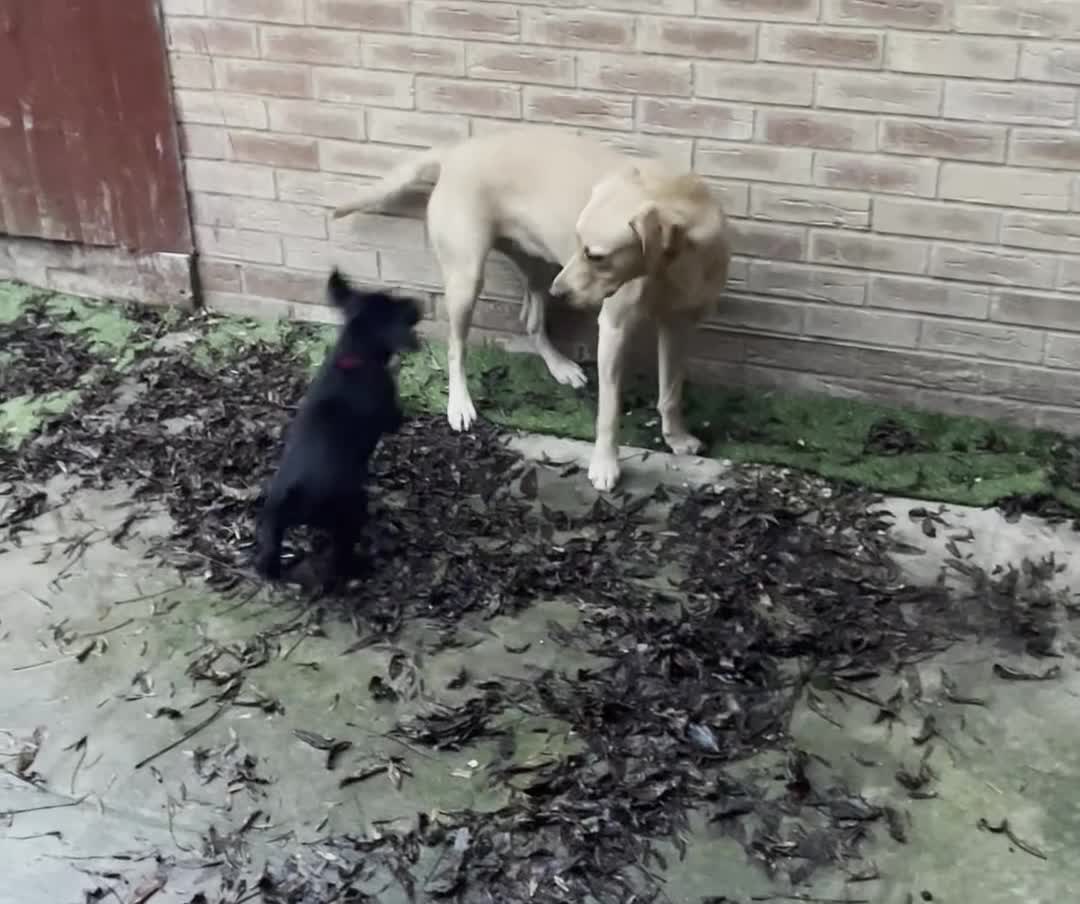 Labrador Retriever dogs for sale: Last Puppy Remaining - One black male - Video 1
