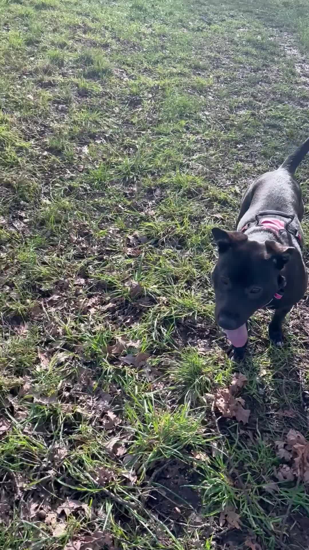 Mixed Breed dogs for sale: 9 months old Kali - Video 1