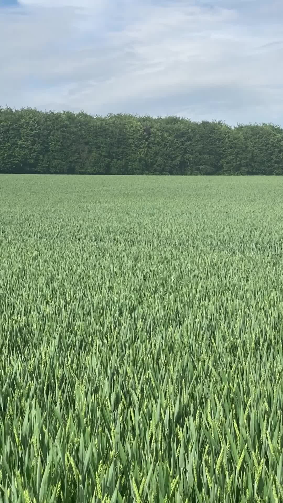 English Springer Spaniel dogs for sale: Beautiful ESS puppies, excellent pedigree  - Video 1