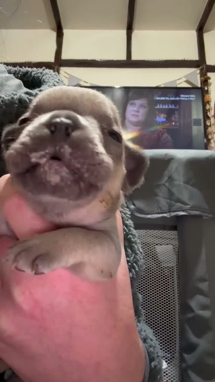 French Bulldog dogs for sale: FRENCH BULLDOG PUPS LOOKING FOR FOREVER HOMES 🐾 - Video 1