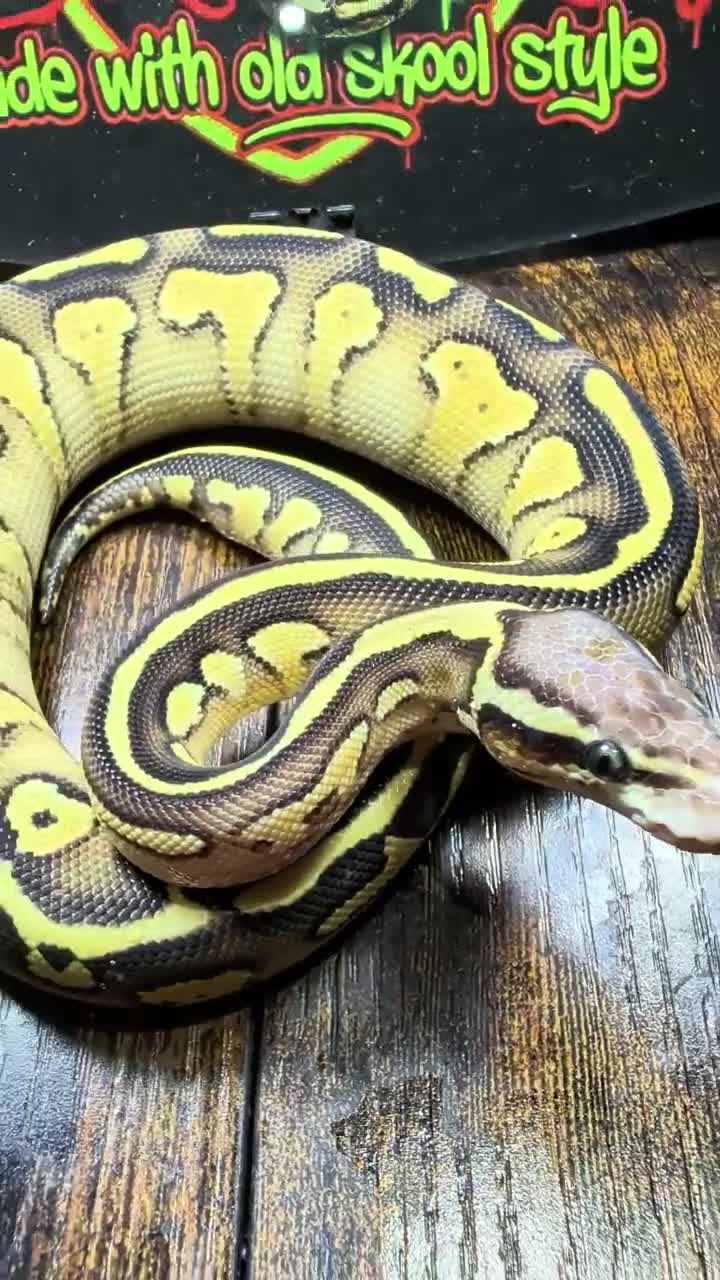Python Snake reptiles for sale: Leopard butter pastel het desert ghost  - Video 1