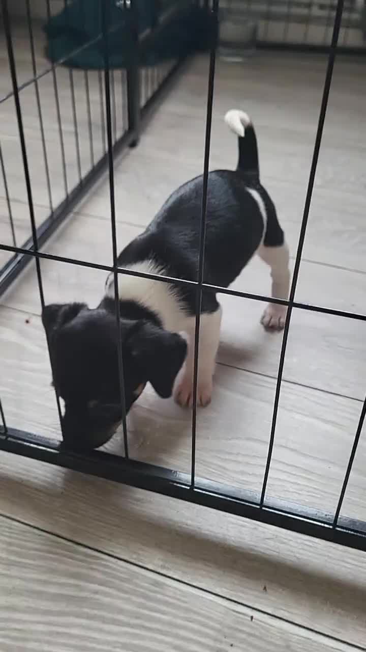 Jack Russell dogs for sale: Jack russle pups  - Video 1