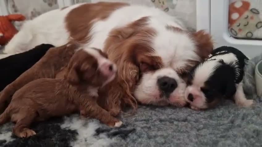 Cavalier King Charles Spaniel dogs for sale: Health Tested- Cavalier King Charles Spaniel - Video 2