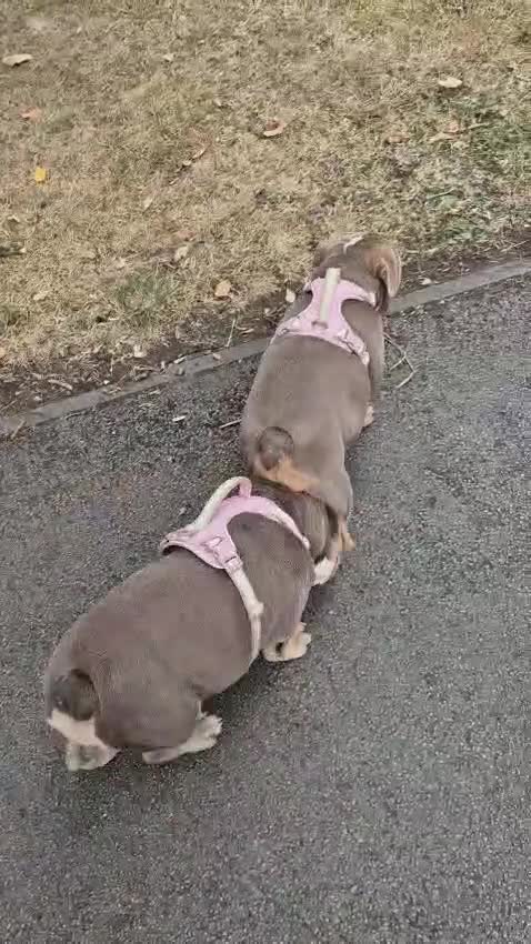 English Bulldog dogs for sale: Final Female English Bulldog available - Video 4