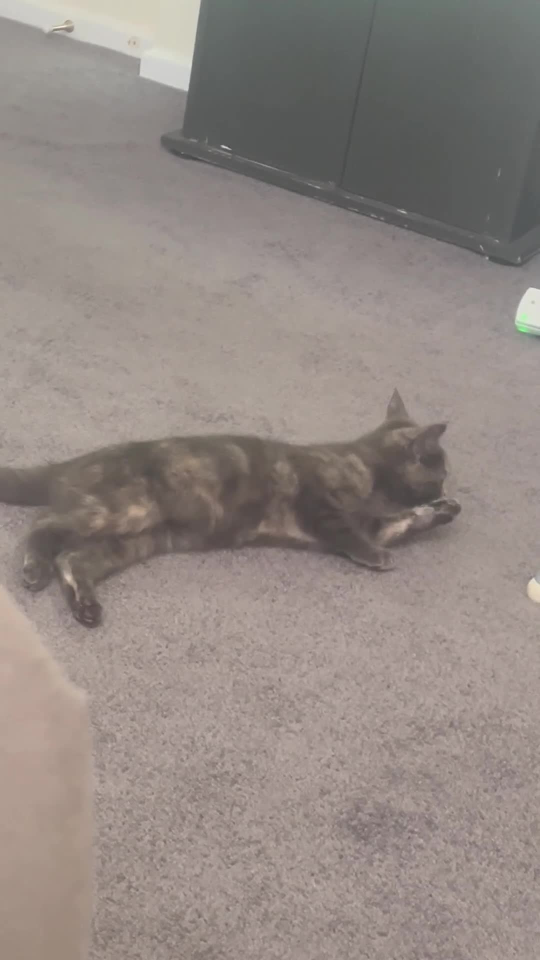 Mixed Breed cats for sale: 2 8 months old cats to go together  - Video 1