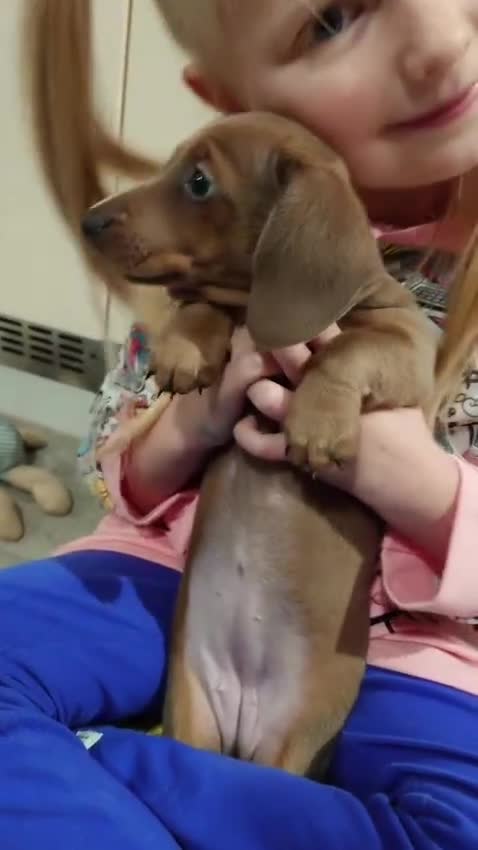 Miniature Dachshund dogs for sale: Beautiful girl, miniature dachshund  - Video 1