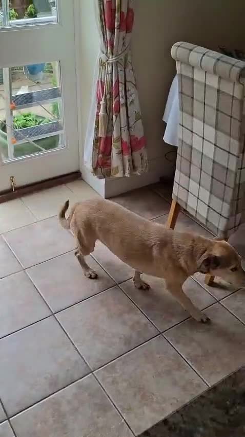 Mixed Breed dogs for adoption: Sunny - Video 2