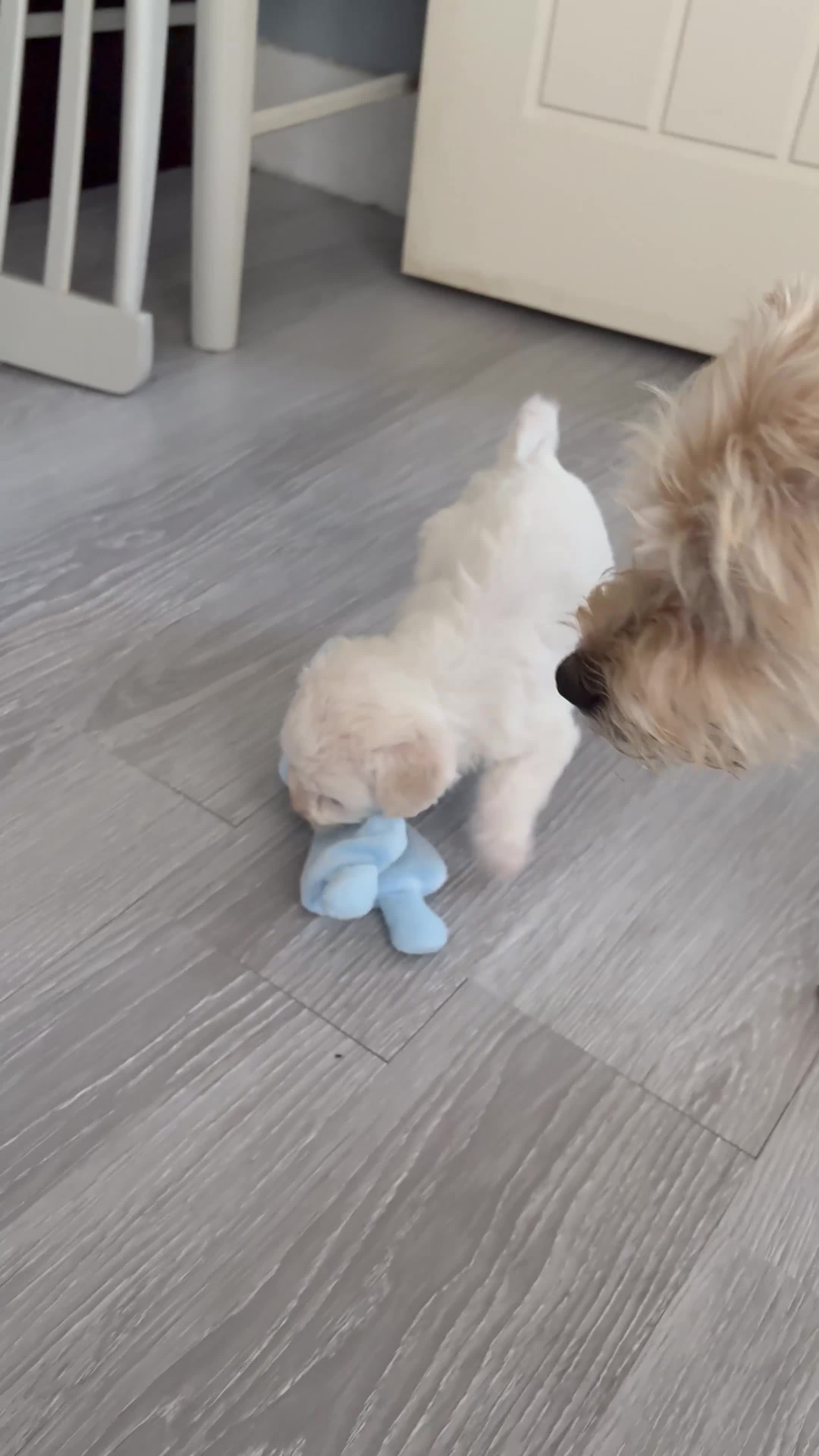 Mixed Breed dogs for sale: Yorkie bichon X bichon frise - Video 1