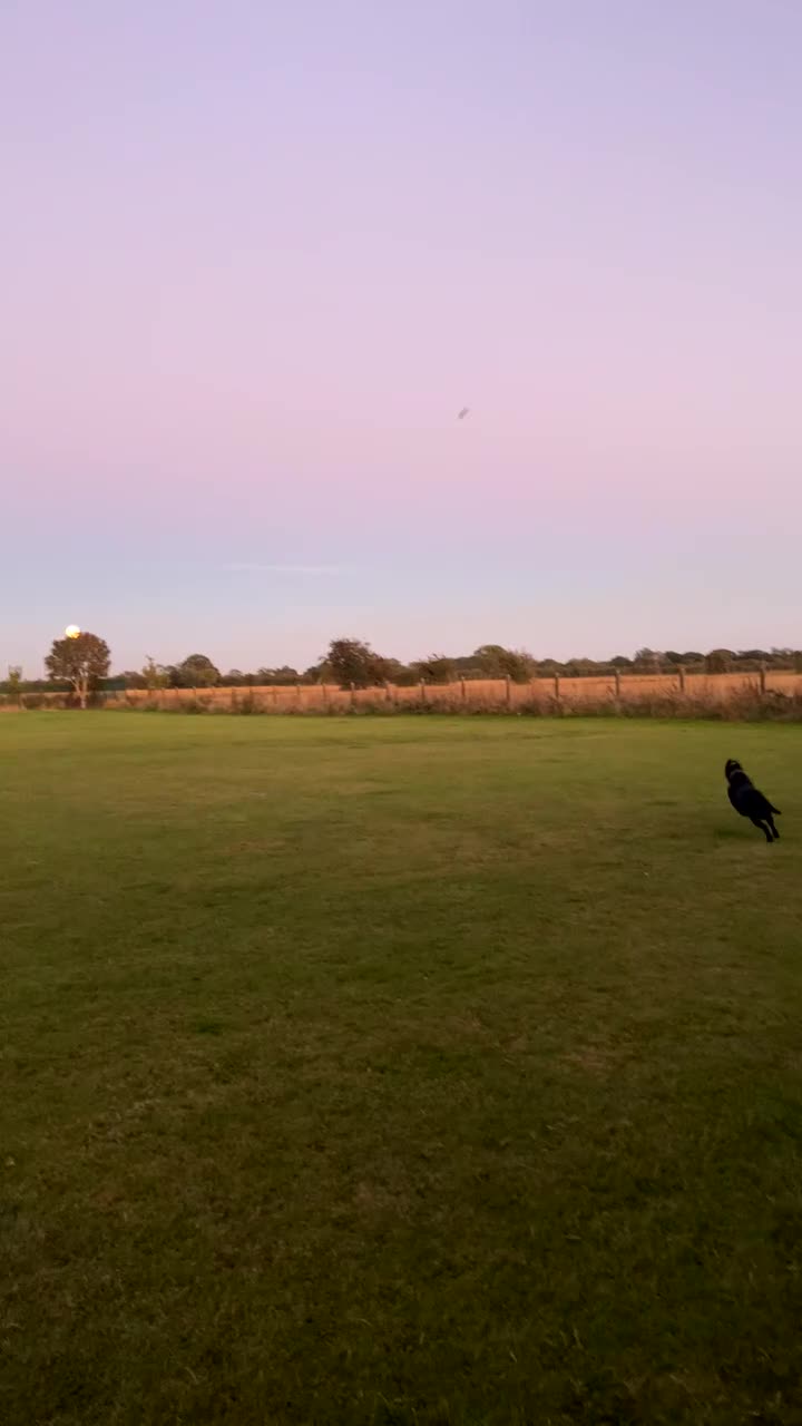 Labrador Retriever dogs for sale: Male Black Labrador  - Video 1