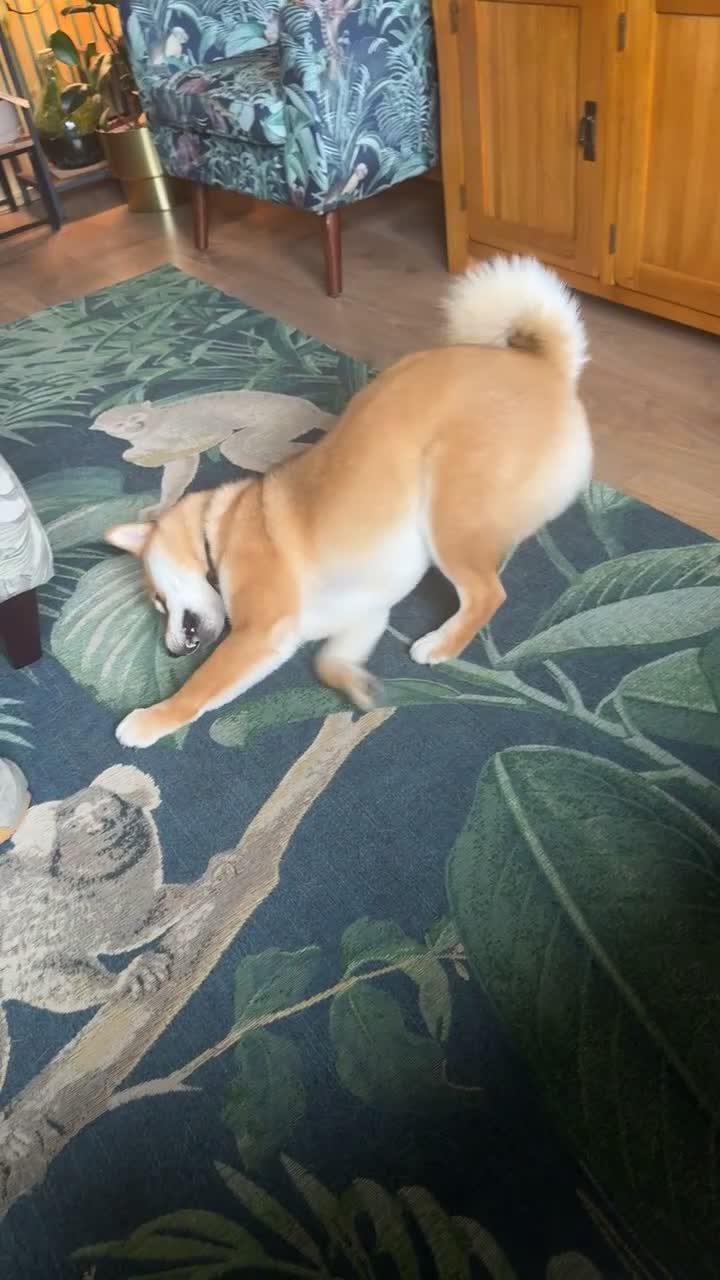 Japanese Shiba Inu dogs for sale: Dexter the Shiba Inu  - Video 5