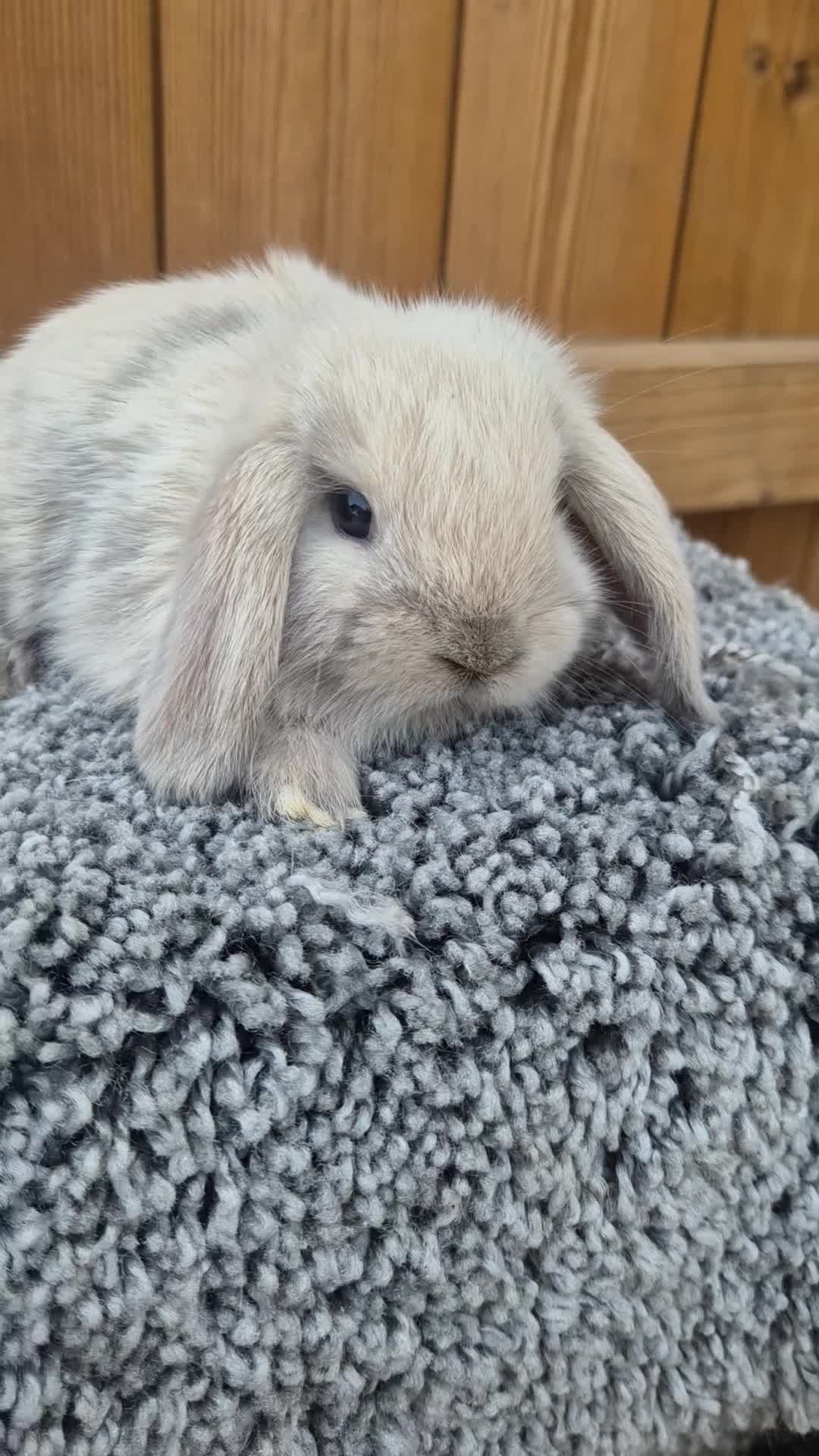 Mini Lop rabbits for sale: Mini Lop babies ready to reserve  - Video 1