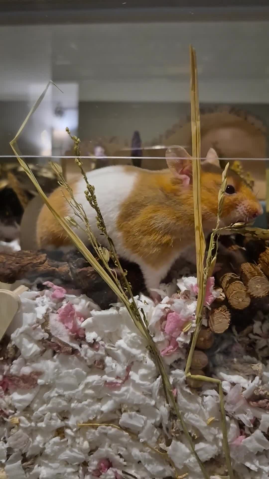 Hamster rodents for sale: My little syrian hamster needs a new home in Glasgow - Video 2
