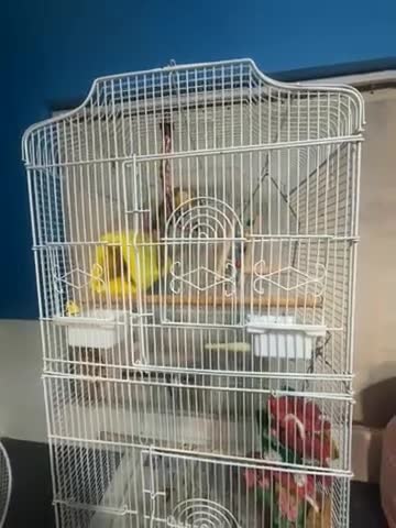 Parrots birds for sale: pineapple conure parrot  in Bilston - Video 1