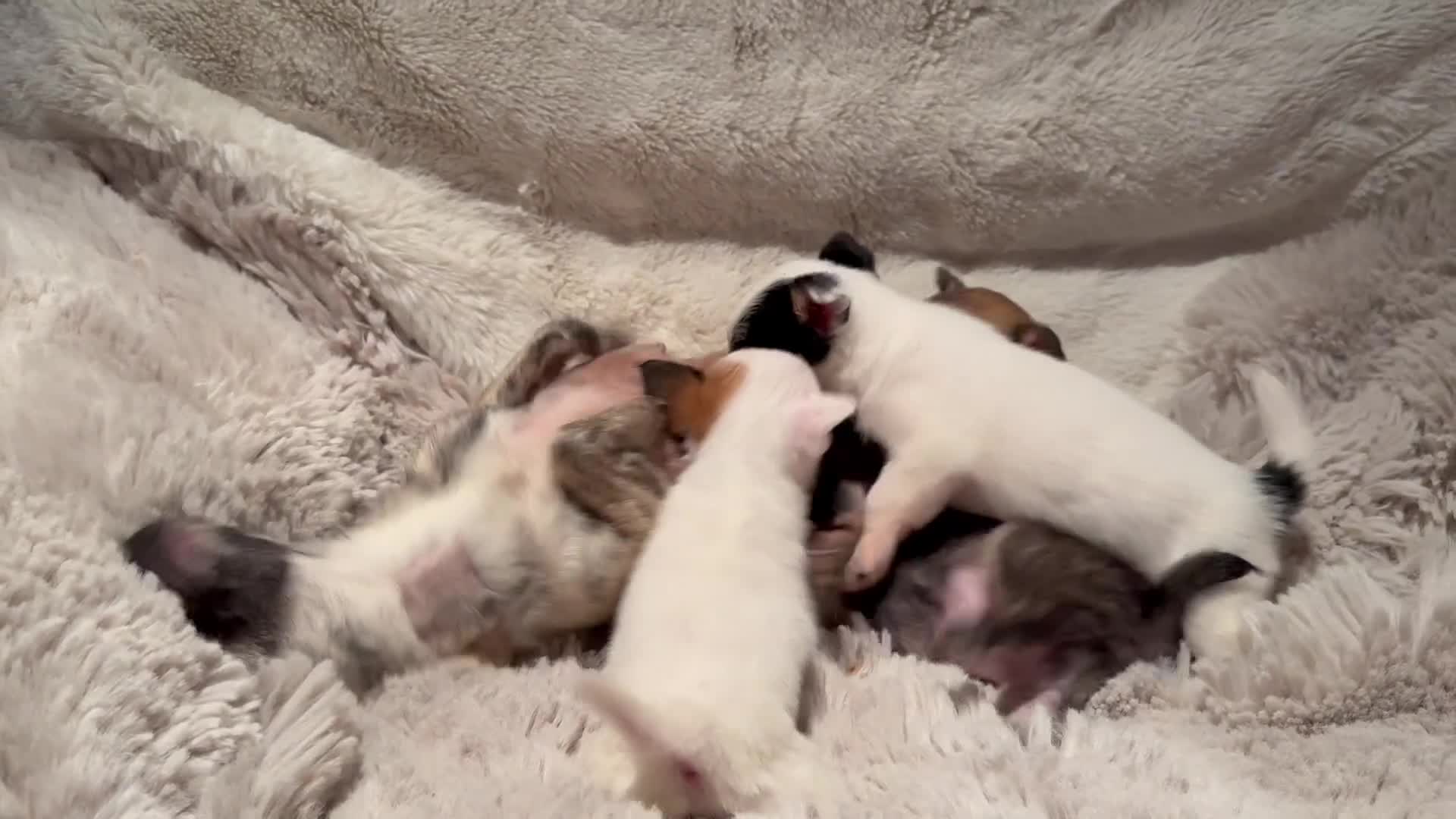 Chihuahua dogs for sale: Tiny Chihuahua girls  - Video 1