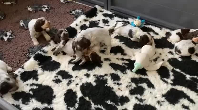 Cocker Spaniel dogs for sale: KC registered puppies - ready to go next week - Video 2