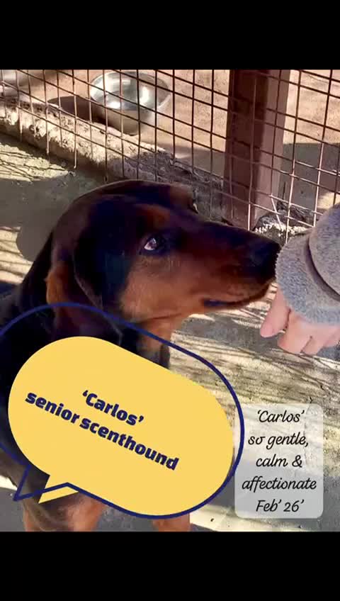 Mixed Breed dogs for adoption: Carlos, 7-8 years old. Available for adoption. - Video 1