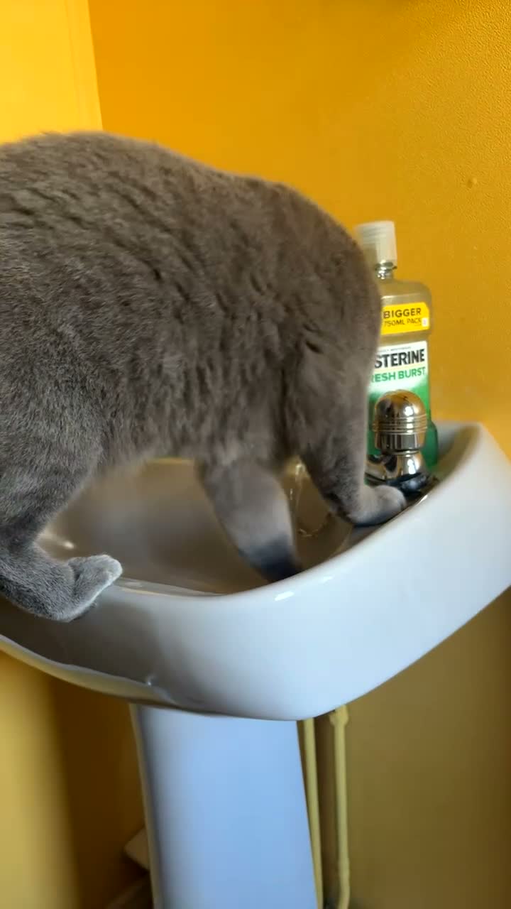 British Shorthair cats for sale: Ghost  - Video 3