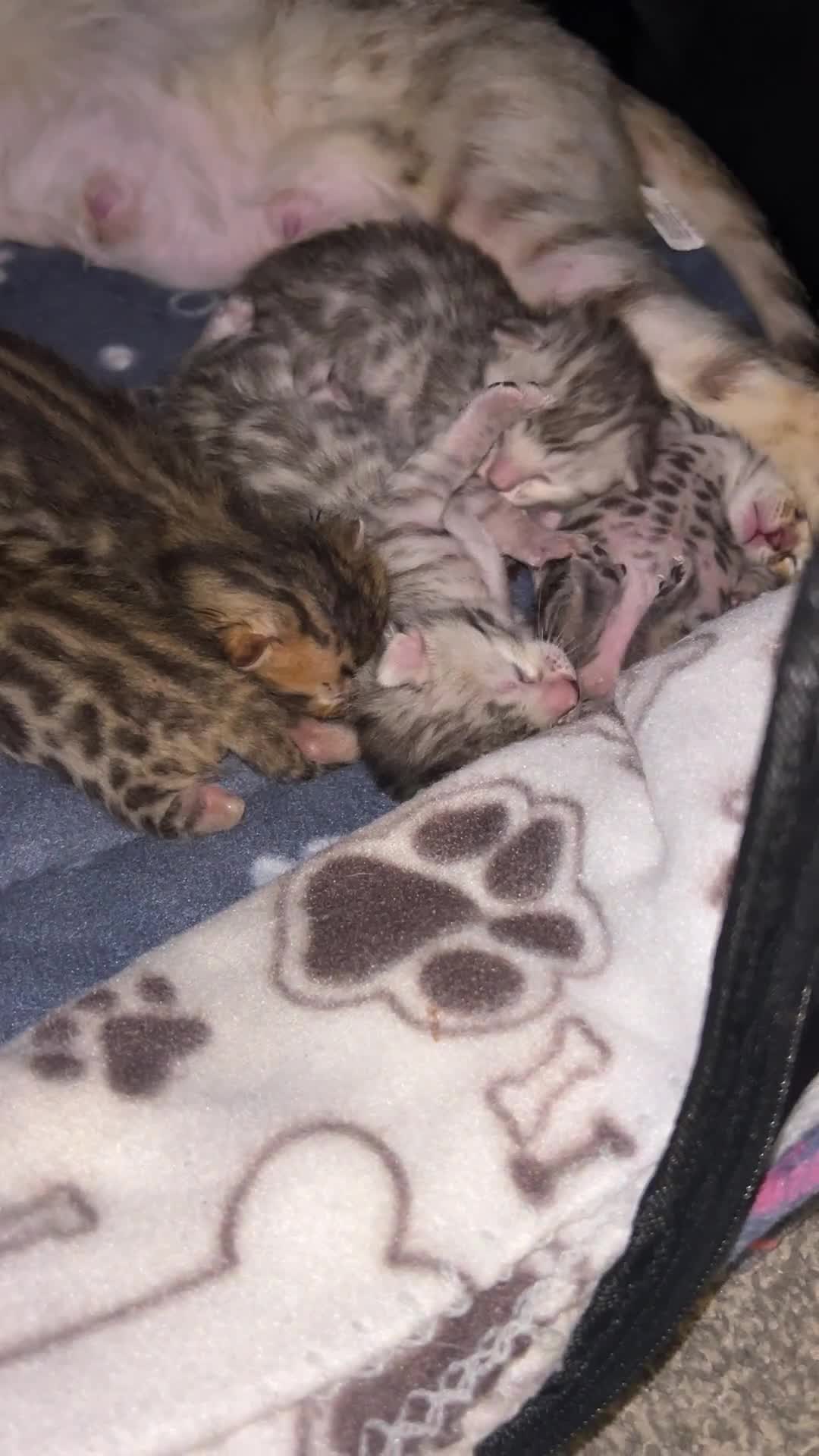 Bengal cats for sale: Bengal kittens - Video 2